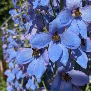 Meet your Posher, Hanna